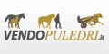 Vendo puledri